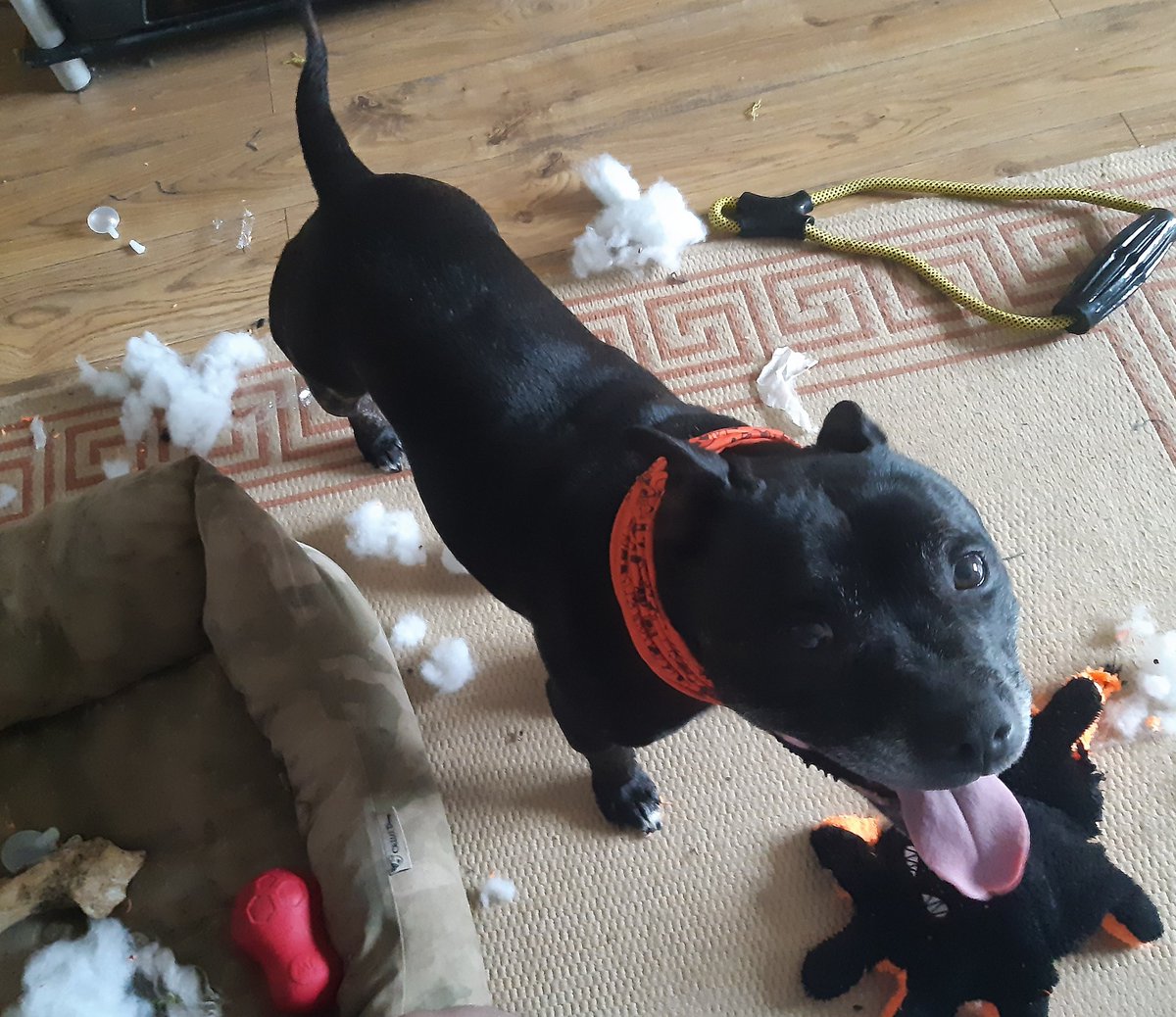 WagsTiny's tweet photo. New octopus do an explodeytoy! Is verybigfun and bigmessy! 😇😝😁 https://t.co/6CFnYoZMbU