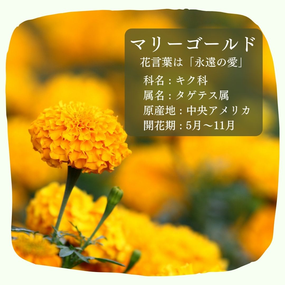 はなまなび マリーゴールド 花言葉 は 永遠の愛 鮮やかな黄金色が特徴的なマリーゴールド 名前の由来としては 聖母マリアの黄金の花 という意味を持つからとも言われています 健康 長寿 という花言葉もあるため おじいさま おばあさま