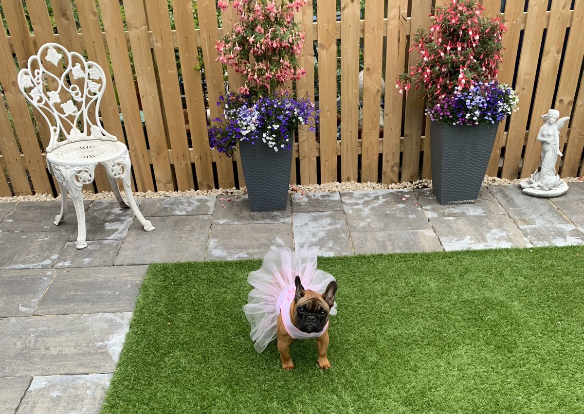 Toria1306's tweet photo. @OfficialPLT #PLTPets  🐾🐾💗 Nala 💗🐾🐾 https://t.co/ppczbdDQYu