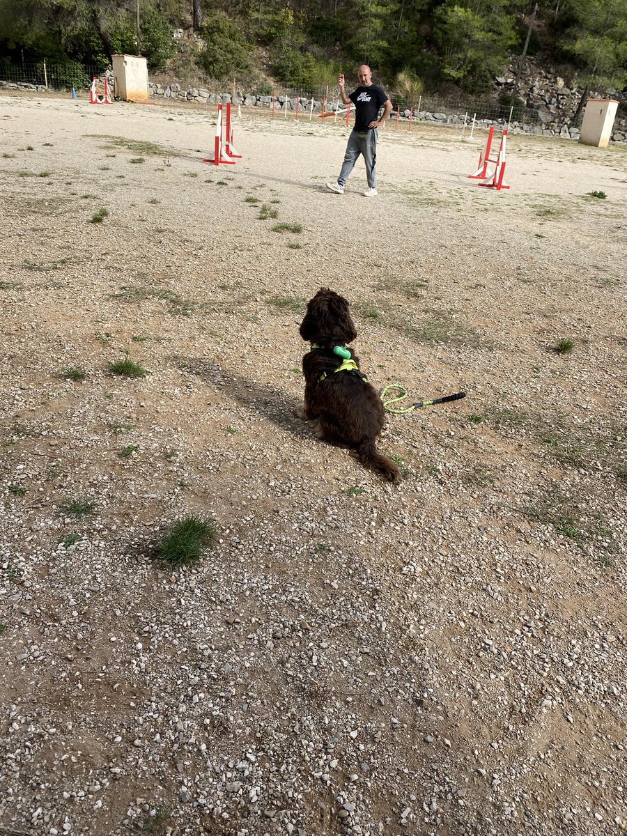 RobertLeCocker's tweet photo. Y’avait école ce matin! L’éducateur et la blonde se sont rendu compte que c’était plus facile de me faire bosser à la balle plutôt qu’à la friandise
Du coup il pose la balle et j’ai pas le droit d’aller la prendre sans autorisation #PasBouger 😖 https://t.co/8iEyU5vWdf