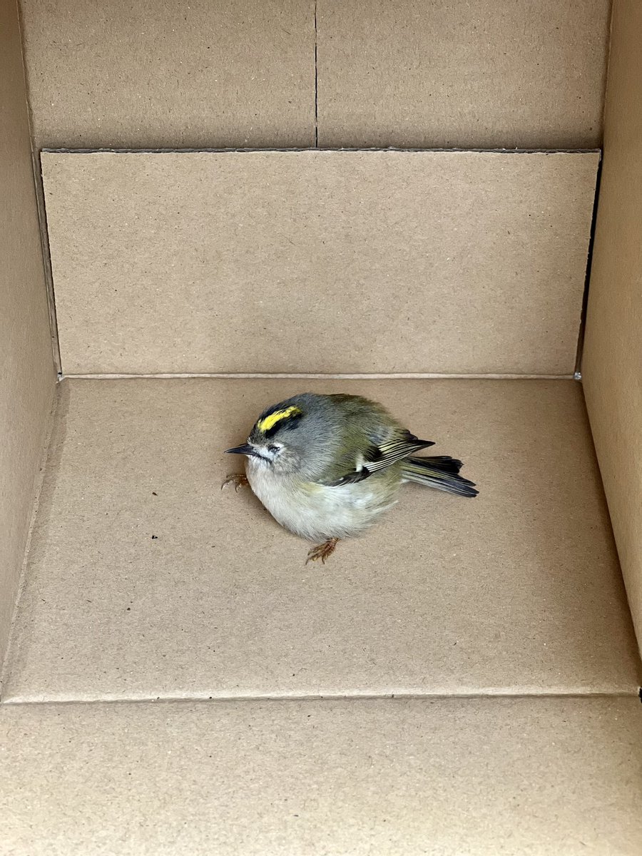 職場の入口でうずくまっていたキクイタダキさんが可愛いったらない こんな珍事があるんですね Togetter