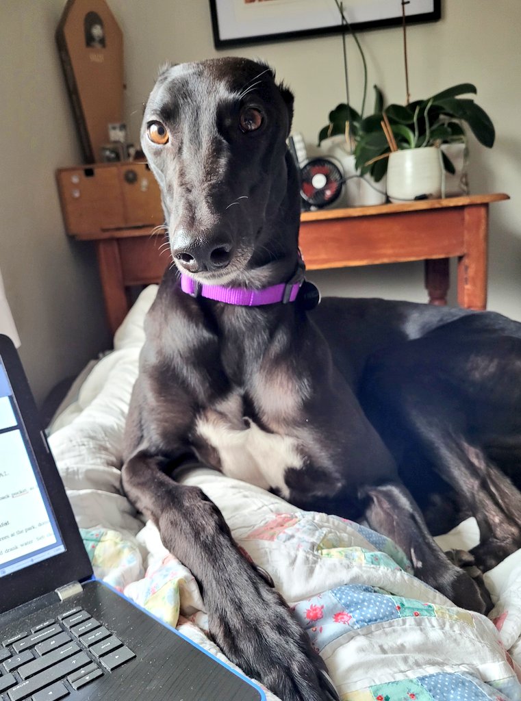 Simpson_Romance's tweet photo. So, how's the writing going?
.
.
.
Ooh squirrel
#WritingWithDogs https://t.co/banoPpzr68