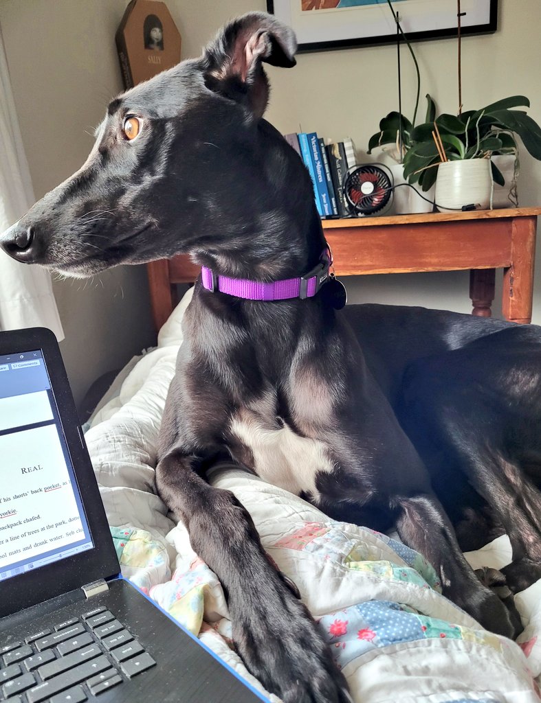 Simpson_Romance's tweet photo. So, how's the writing going?
.
.
.
Ooh squirrel
#WritingWithDogs https://t.co/banoPpzr68