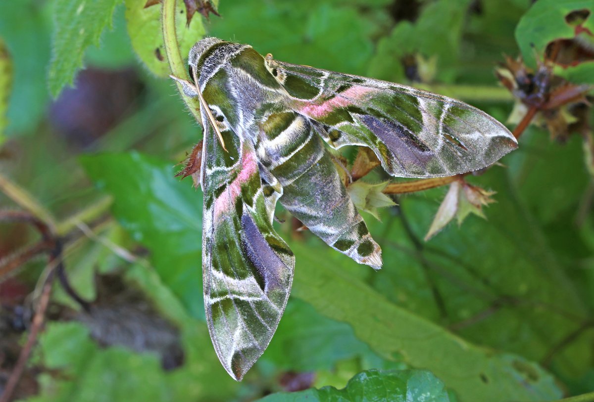 MigrantMothUK's tweet photo. Oleander Hawk-moth (Daphnis nerii), to actinic light at Highworth, N. Wilts on 19/10/21. First record for VC7. https://t.co/BHn967E6vC