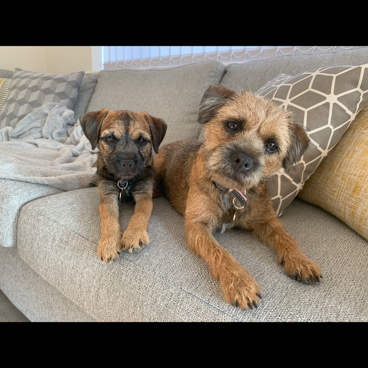 annasmithh2's tweet photo. @OfficialPLT #PLTPets my beautiful babies Beau and Livvi 🤍 https://t.co/Qq7QfCjRL4