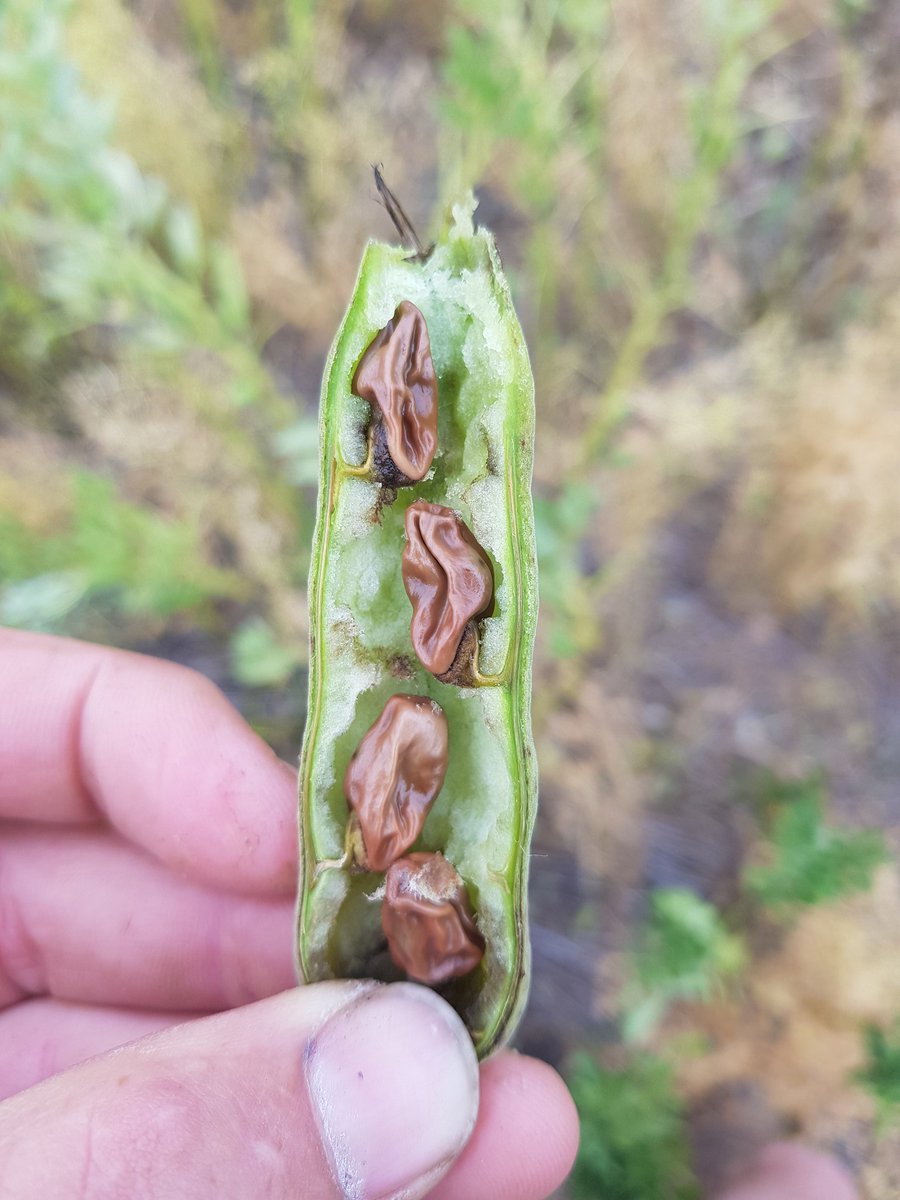 phillisfarms's tweet photo. @PennyRo25927708 @MidNorthHRZ How much damage to beans in the #bentils Penny? Seems once it gets cold enough, for long enough they all get smoked. https://t.co/J6MATlTNb5