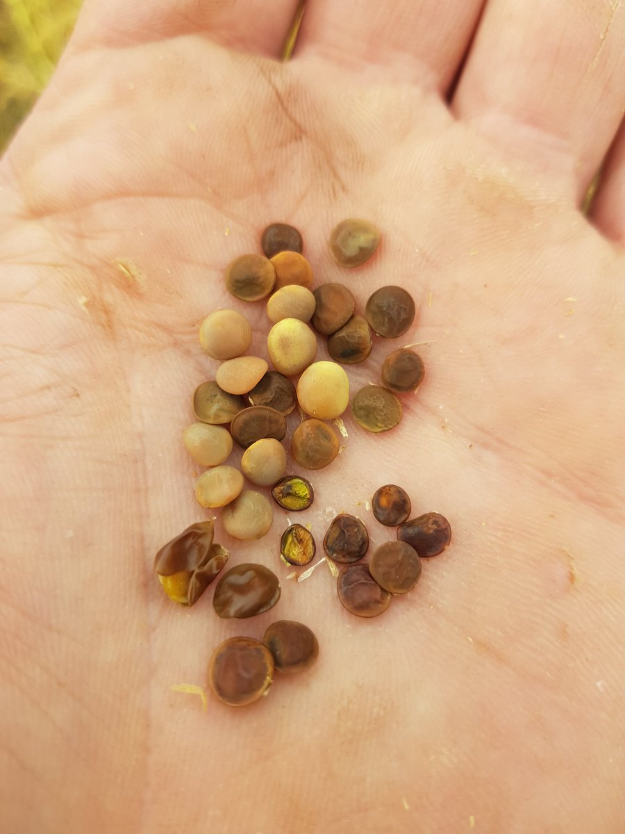 phillisfarms's tweet photo. @PennyRo25927708 @MidNorthHRZ How much damage to beans in the #bentils Penny? Seems once it gets cold enough, for long enough they all get smoked. https://t.co/J6MATlTNb5
