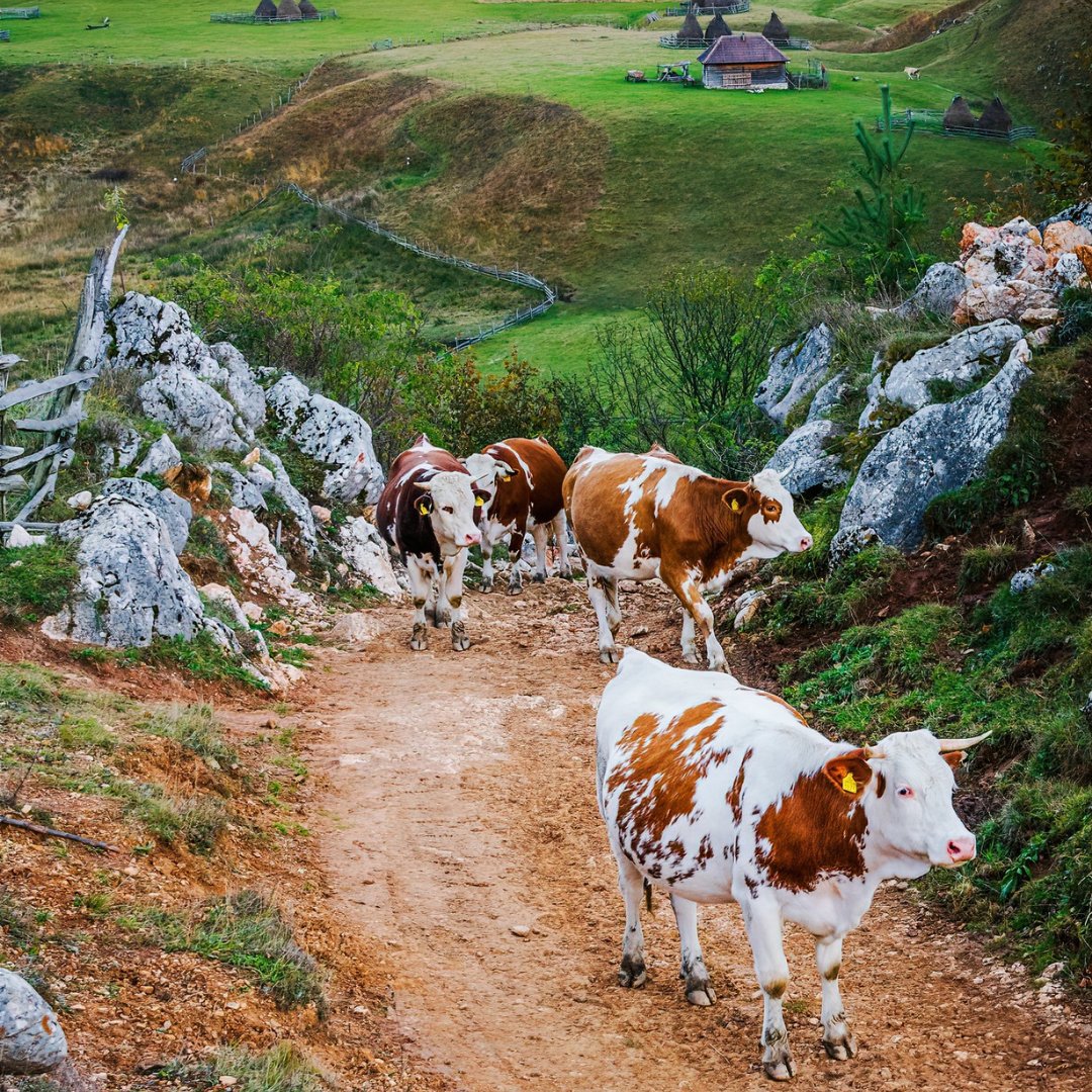 RomaniaTours's tweet photo. 🐄Story cows 🐄

The whole meadow🖼 is for them with fresh air and  grass🌱. Relax and forget the daily stress and worry in nature silence💆‍♀️.

🐮Meet healthy cows in Fundătura Ponorului - Inima Daciei with https://t.co/PHJ7uZ3FhG 
📸 Pictura cu lumina https://t.co/apMeYMREn5