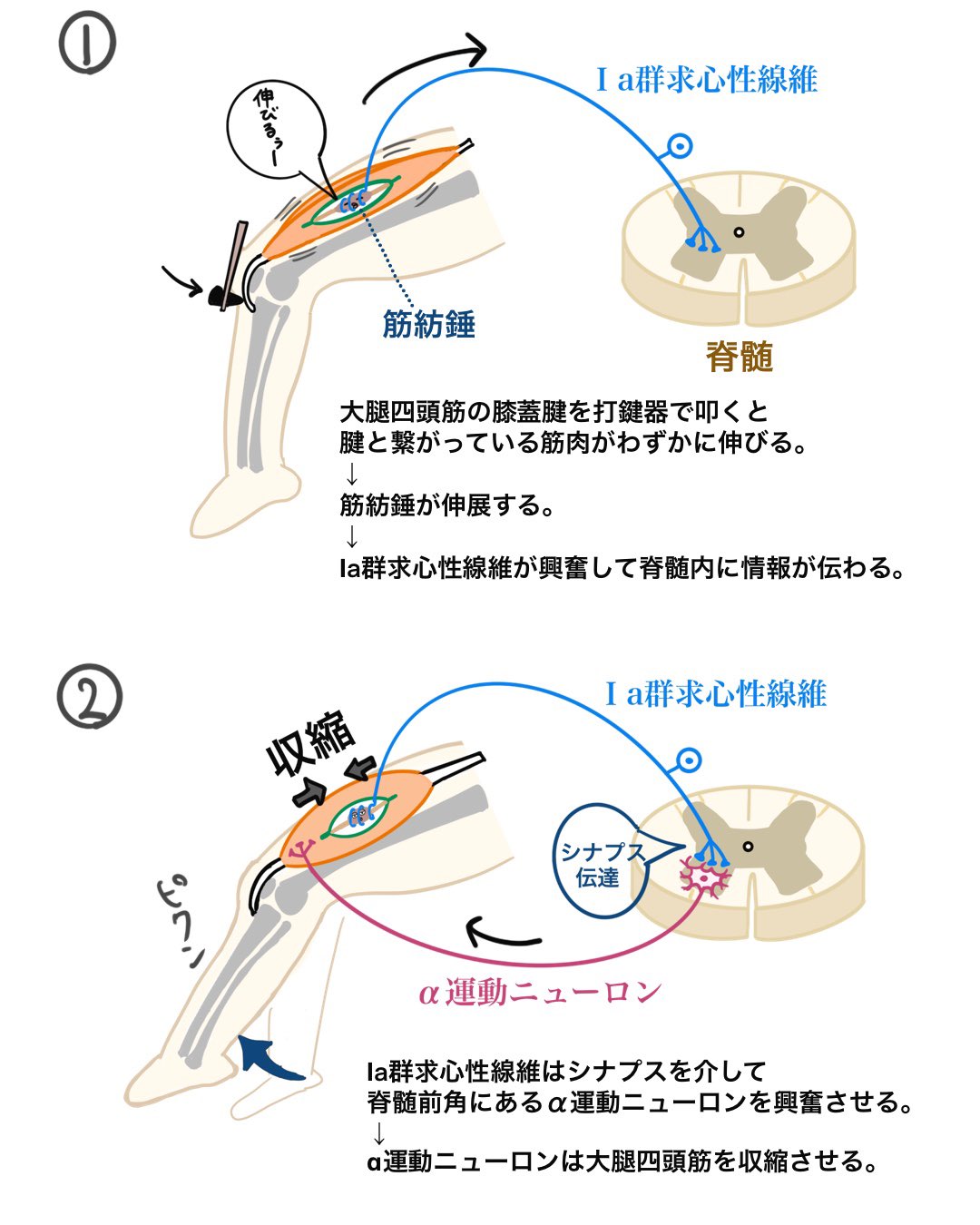 Twitter 上的 ゴロ 解剖生理イラスト 伸張反射 膝蓋腱反射 のメカニズムを イラストで解説しました T Co Tlfhnupoid Twitter