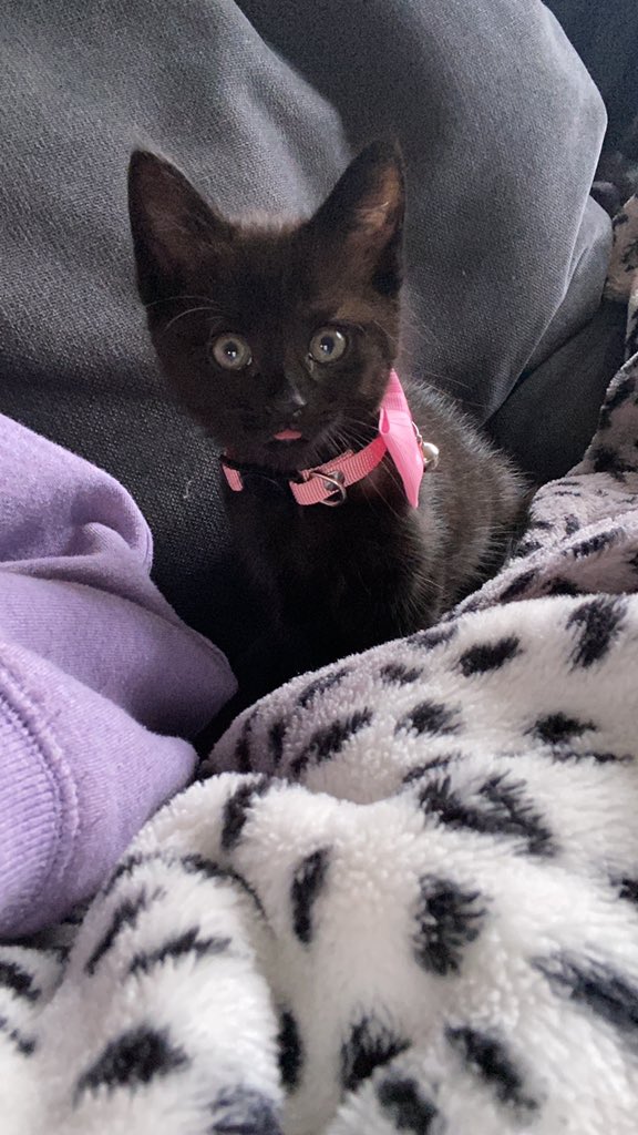 Nad1yah_x's tweet photo. @OfficialPLT #PLTPets https://t.co/X3QShMuh3h