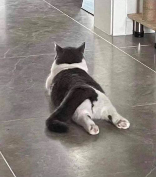 dirtchive's tweet photo. look at this kitty! https://t.co/WwtSV2yuPK
