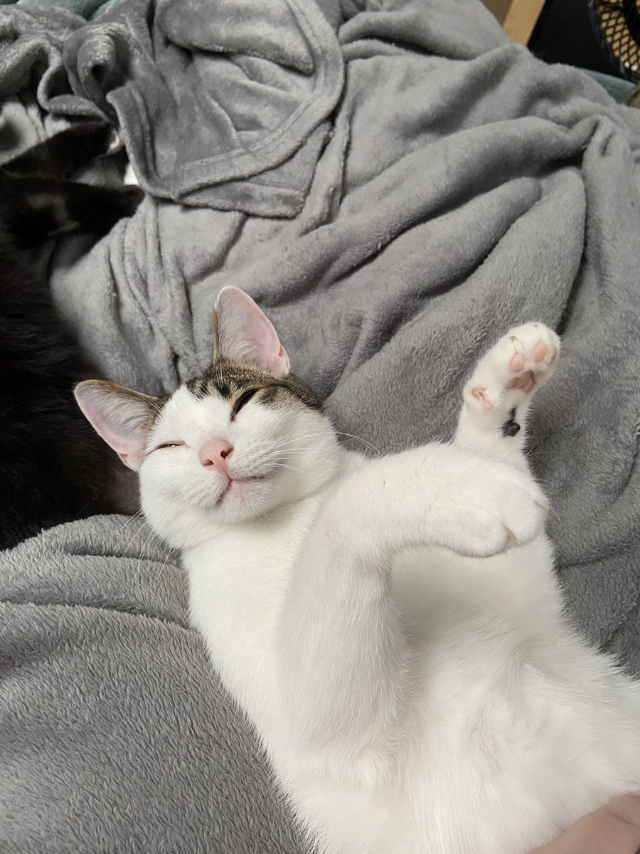 Spockzillla's tweet photo. Geebler is a happy cat. 
He doesn’t know that elephants gather together to make fun of how big his ears are. https://t.co/KcP9vAPAHb