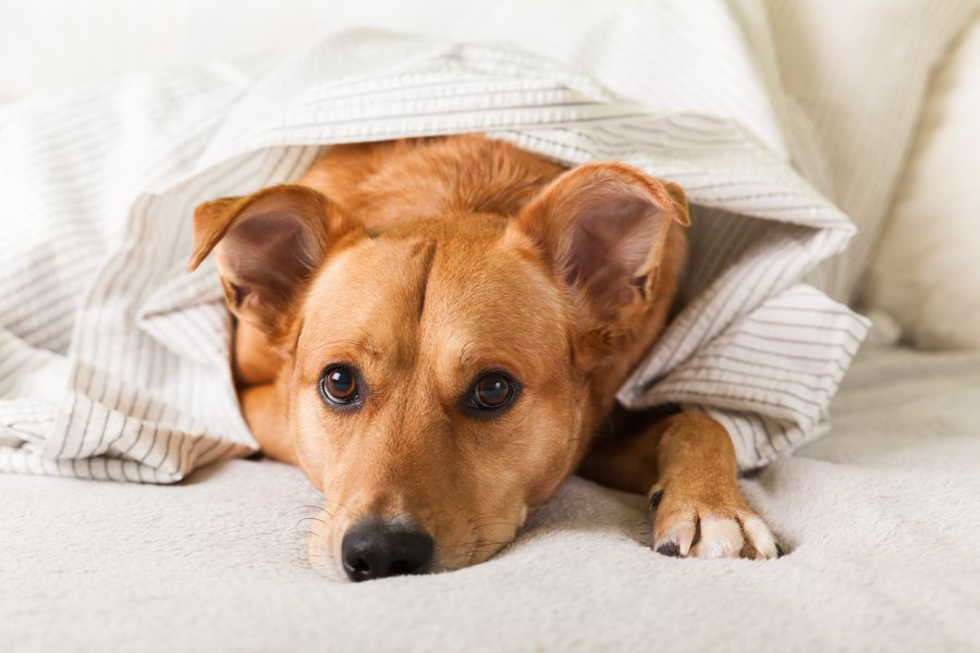犬が震える6つの理由 対処法も解説 なぜ愛犬は震えるのか