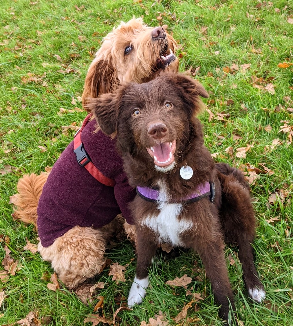 carolinebiggsy's tweet photo. @OfficialPLT Anyyy excuse huns. 

Winnie and Yuki the absolute loves of each others lives and ours 🤎🧡

#PLTPets https://t.co/7QLKBPPOgE
