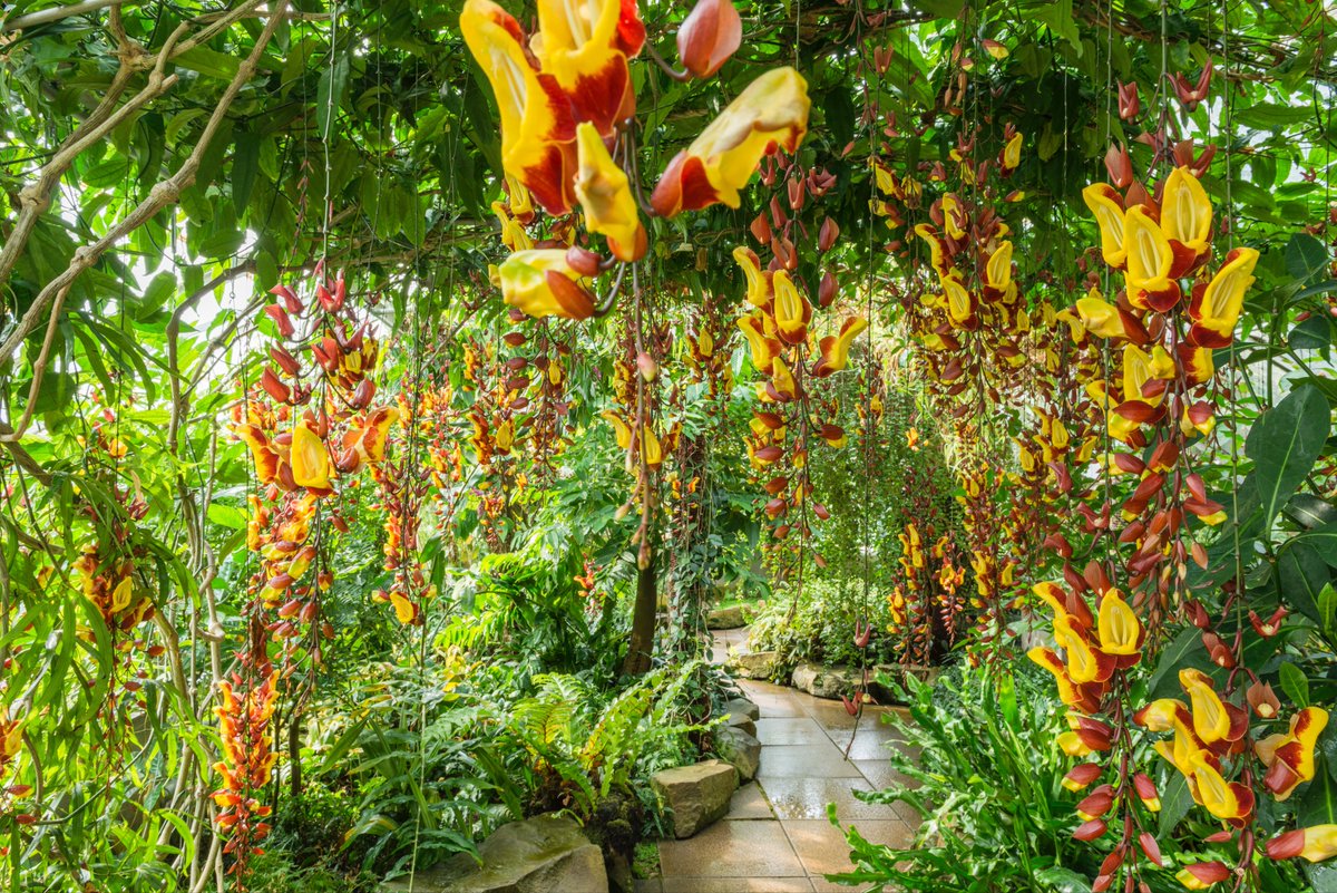Five new horticulture jobs: Team Lead for Glasshouses and Nursery (bit.ly/3aUchRv); Senior Horticulturists: Glasshouses (bit.ly/3pjIfyR), Trees and Shrubs (bit.ly/3EdmCEX), Eastern (bit.ly/3FXSOxH) and Western Displays (bit.ly/2YZz8IF)