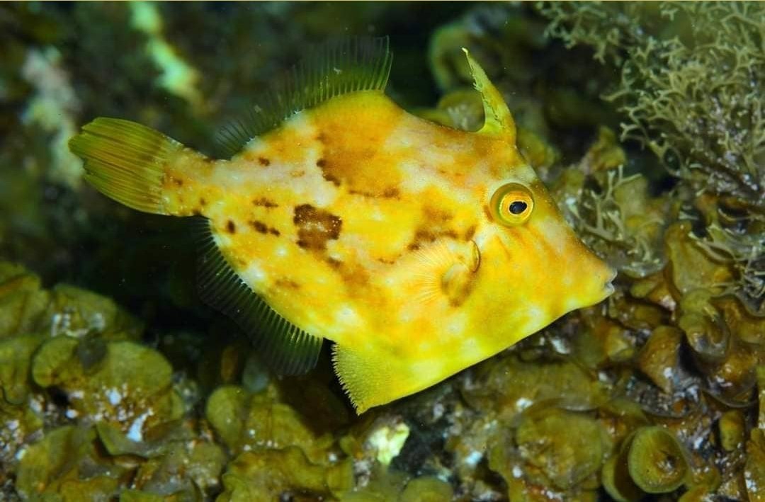 Paqui_Berenguel's tweet photo. ¡Enhorabuena Campeonas! 👏👏 I #CopaDelMundo #CMAS #CazaFotosubApnea 📸🐠🐟 I #WorldCup #UnderwaterFishPhotography #LaRestinga #ElHierro #ActividadesSubacuáticas #CazaFotoSub #FotografíaSubmarina #Fotosub #ImagenSubmarina #FEDAS #MujeryDeporte #DeporteFemenino Fotos de #FEDECAS https://t.co/I8cmsUg1rn