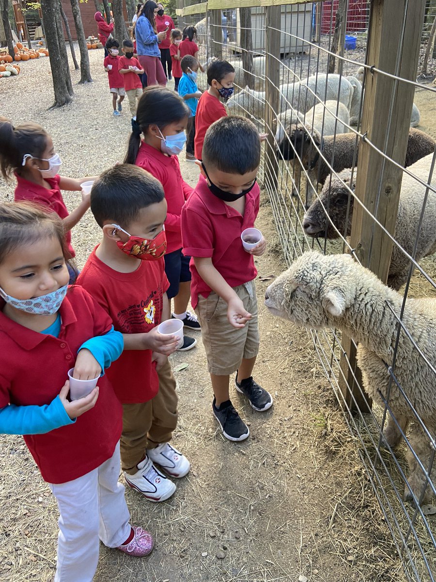 MrsMayberryPreK's tweet photo. Blase Family Farm was so much fun! 🎃 @CentralCFB https://t.co/zW57OeNN3r