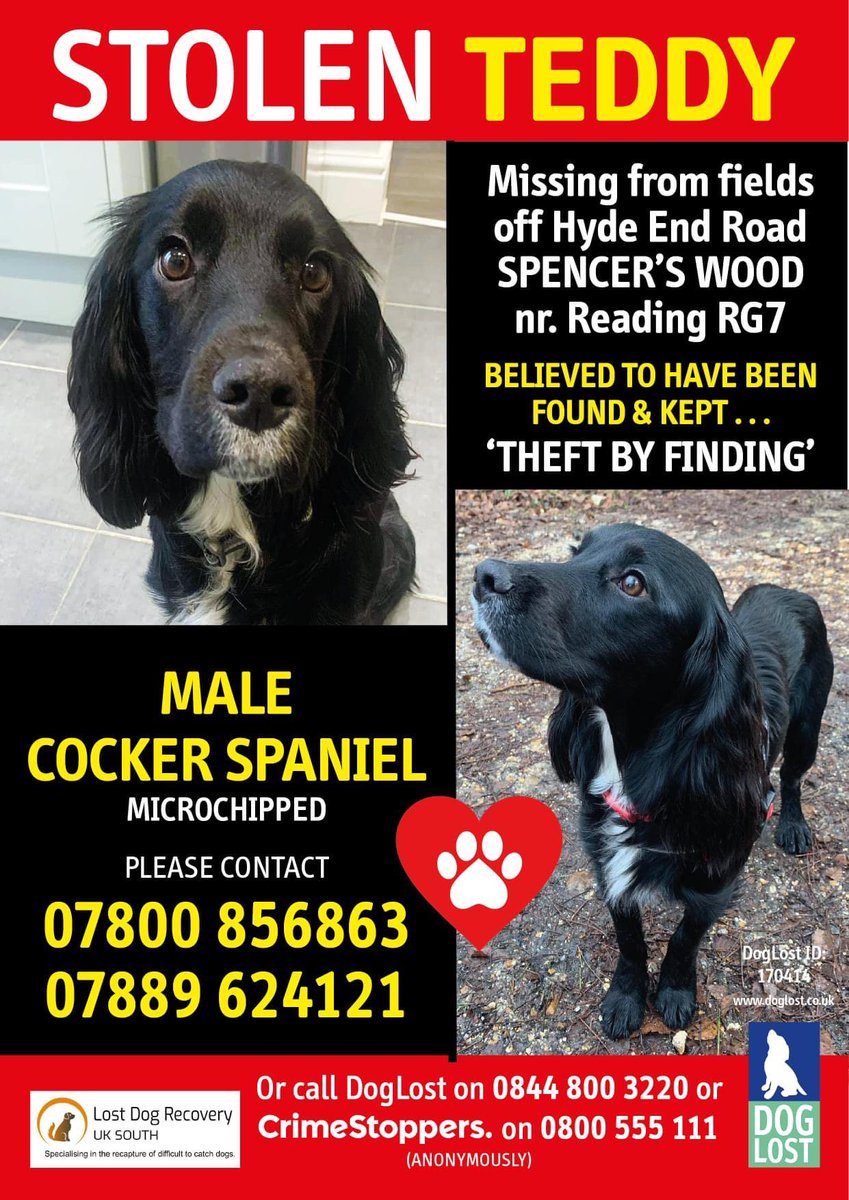 rosieDoc2's tweet photo. #SpanielHour 
TEDDY #STOLEN COCKER SPANIEL 
Black/white chest 
Missing in fields off HYDE END ROAD, in #SpencersWood #RG7 
11/10/21 WE NEED EVERYONE TO KNOW ABOUT TEDDY in the #READING/#WOKINGHAM/#YATELY/ #TADLEY area - ARE THERE POSTERS WHERE U LIVE/WORK?
https://t.co/iAZYHZG6PJ https://t.co/9foRetXTWQ