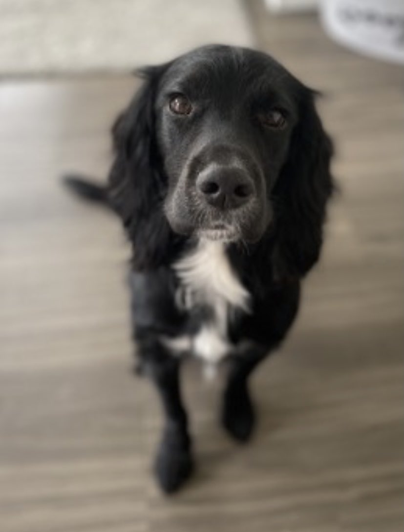 rosieDoc2's tweet photo. #SpanielHour 
TEDDY #STOLEN COCKER SPANIEL 
Black/white chest 
Missing in fields off HYDE END ROAD, in #SpencersWood #RG7 
11/10/21 WE NEED EVERYONE TO KNOW ABOUT TEDDY in the #READING/#WOKINGHAM/#YATELY/ #TADLEY area - ARE THERE POSTERS WHERE U LIVE/WORK?
https://t.co/iAZYHZG6PJ https://t.co/9foRetXTWQ