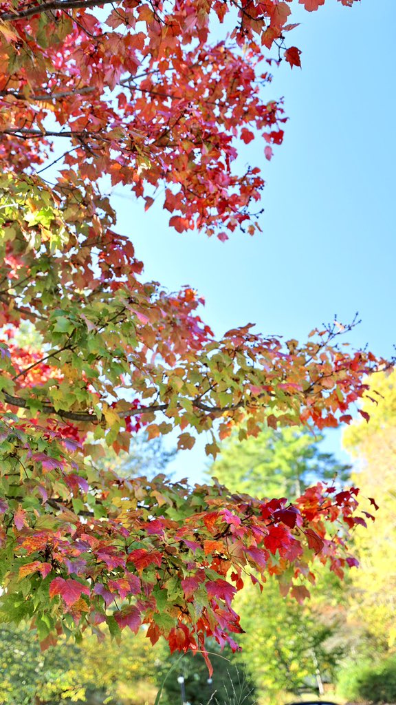 BlowingRock_NC's tweet photo. Itβs time for your daily fall photo, captured at Meadowbrook Inn (10/19). Todays fall photo includes a bonus picture of Robb Cool, tending to his bees on the rooftop!
#fall #leaves #dailyfallphoto https://t.co/gWAA5jWQDA
