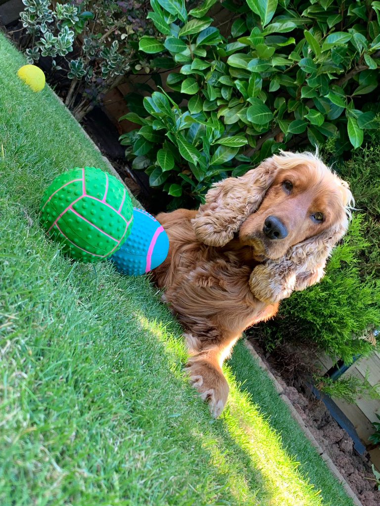 DruceNatasha's tweet photo. @OfficialPLT Insta vs reality #PLTPets 🥺🥺🥺❤️ https://t.co/WWuFcVRziK
