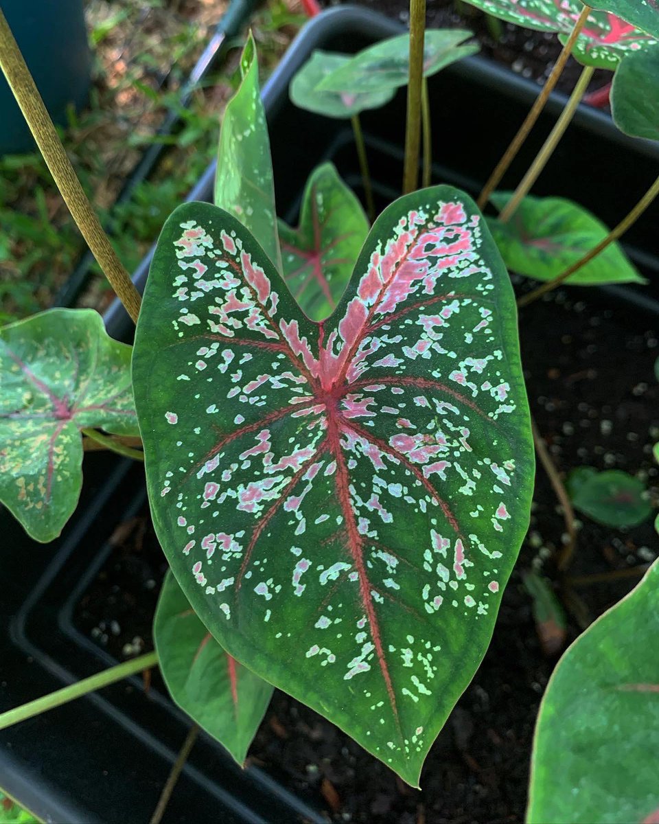lunaever69's tweet photo. Plants for sale! 🪴❤️‍🔥

https://t.co/1cjPTHgpf9 https://t.co/74CNAmxYRg