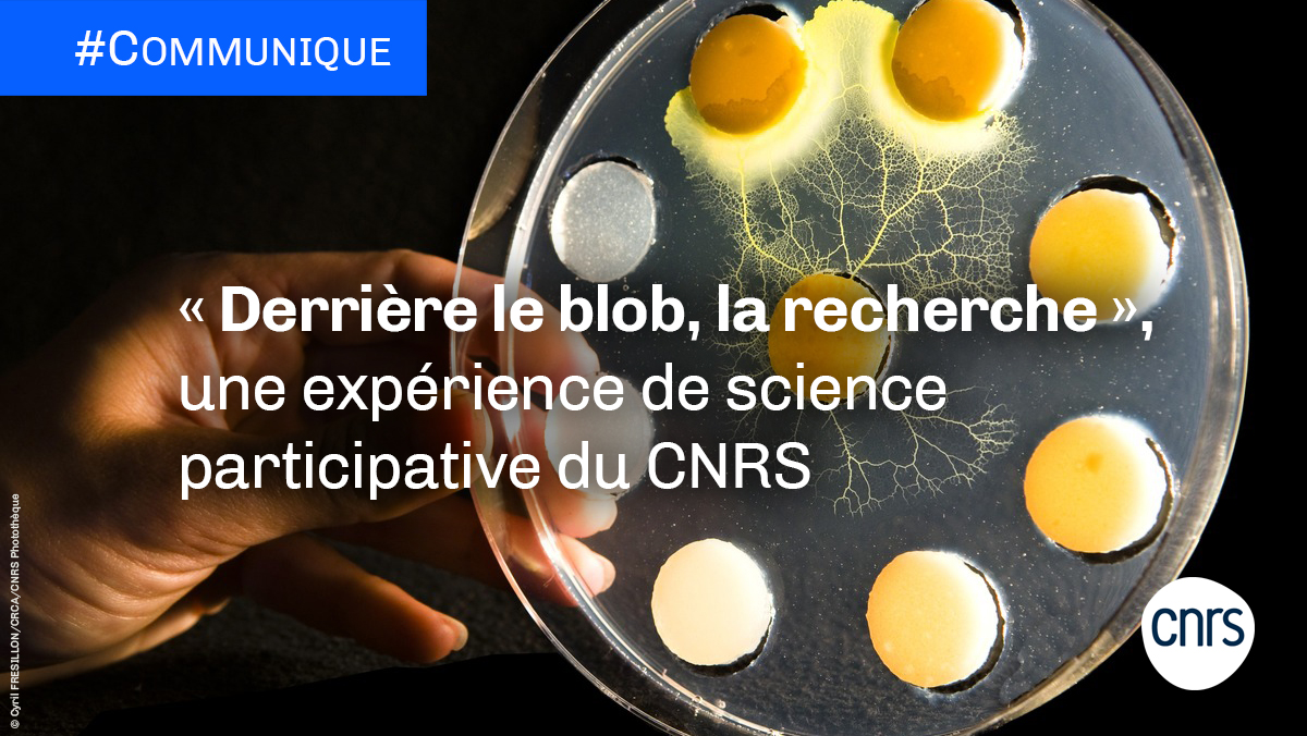 #Communiqué 🗞️ | Le <a href="/CNRS/">CNRS 🌍</a> lance le projet de science participative "Derrière le blob, la recherche" ouvert à 10 000 apprentis scientifiques. Dirigé par @Docteur_Drey, il permettra d’étudier les effets du changement climatique sur le #blob.

➡️ cnrs.fr/fr/derriere-le…

#BlobCNRS
