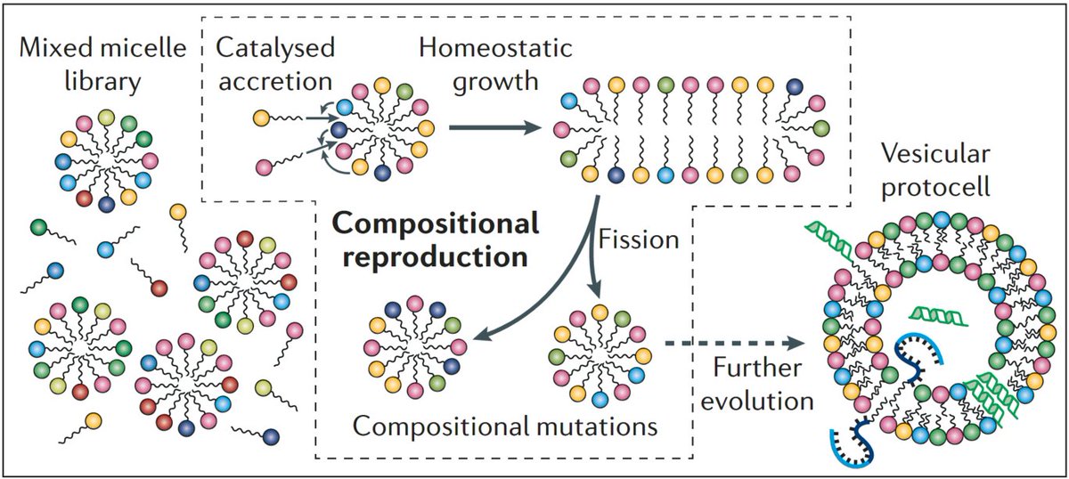 NatRevChem's tweet photo. Self-reproducing catalytic micelles as nanoscopic protocell precursors

https://t.co/Df9sV5qAFs

A Perspective by @AmitKahana &amp; Doron Lancet (@dlancet2) from @WeizmannScience https://t.co/2bGIaJDD74