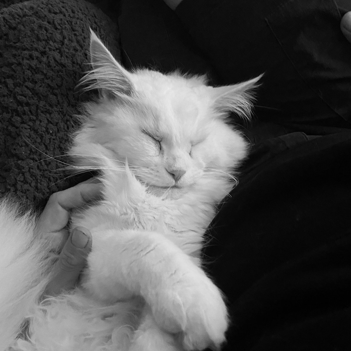nicnacdoodle's tweet photo. @DrAmyMarschall This is Aslan. https://t.co/ghHaOwtBcg