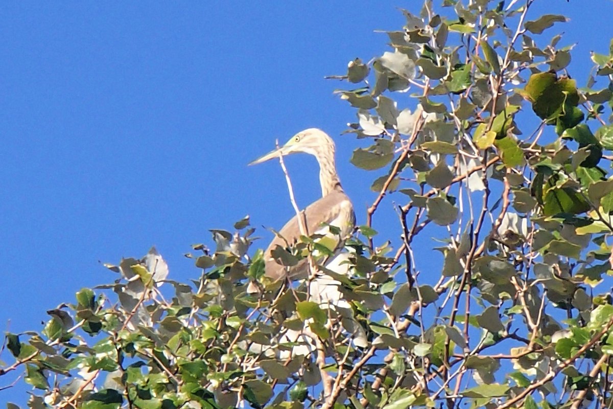 ocellsalavista's tweet photo. Jove de Martinet ros comú (Ardeola ralloides) al Delta de l'Ebre #ocells #Martinetros #Oroval #Toret #Garcillacangrejera #Squaccoheron #DeltaEbre #ocellsalavista https://t.co/b7nWoeSgcs
