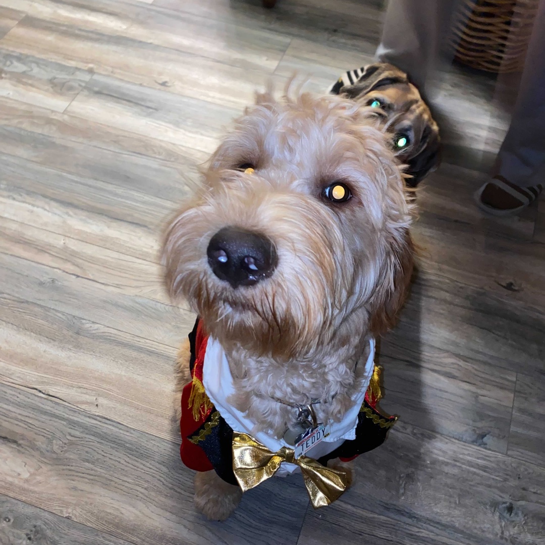 everlightsolar's tweet photo. Mid-week Heart Melt 😍🧡
Here's some motivation to get you through the rest of the week 🌭
#EverlightPets #SpookyPets #SpookySzn https://t.co/E2EATURrNo