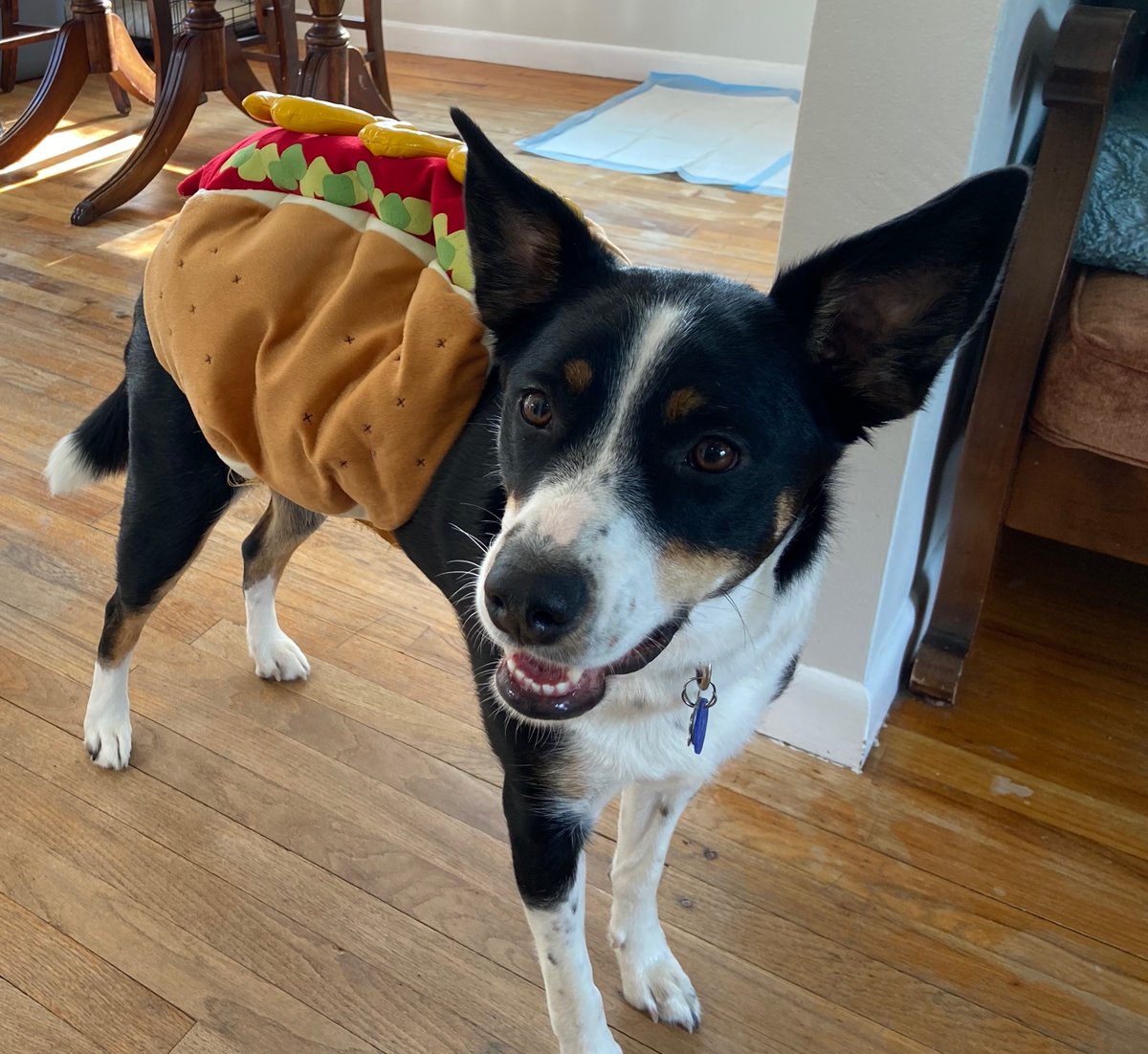 everlightsolar's tweet photo. Mid-week Heart Melt 😍🧡
Here's some motivation to get you through the rest of the week 🌭
#EverlightPets #SpookyPets #SpookySzn https://t.co/E2EATURrNo