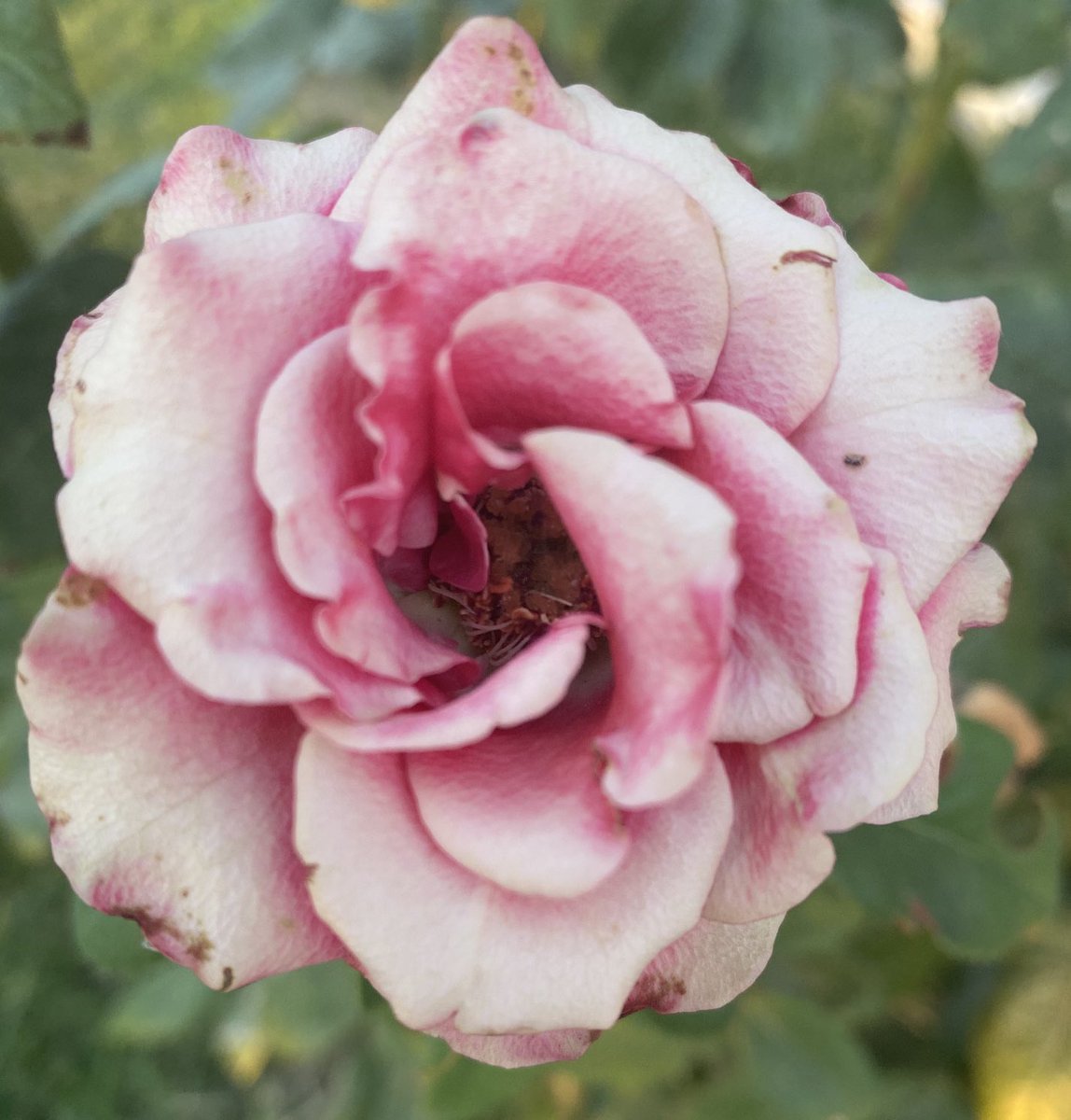 Textengel1's tweet image. „Es gab Dinge, die ich nicht sagen, sondern nur schreiben konnte. Denn wenn ich redete, dann dachte ich, und wenn ich schrieb, dann fühlte ich.“
Benedict Wells in Das Ende der Einsamkeit￼