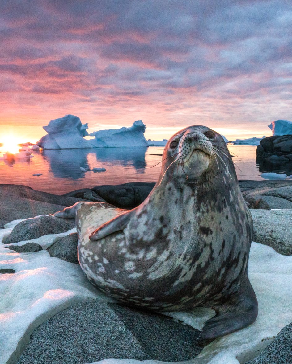 Sea_Legacy's tweet photo. 26 delegations have a chance to make history this week at the @CCAMLR1 annual meeting by securing 3 marine protected areas, the largest act of ocean protection.

Call on CCAMLR to protect the future of our planet: https://t.co/0a6mR7YyBA.

Photo by @andymannphoto #CallOnCCAMLR https://t.co/jgCdCDnNxW