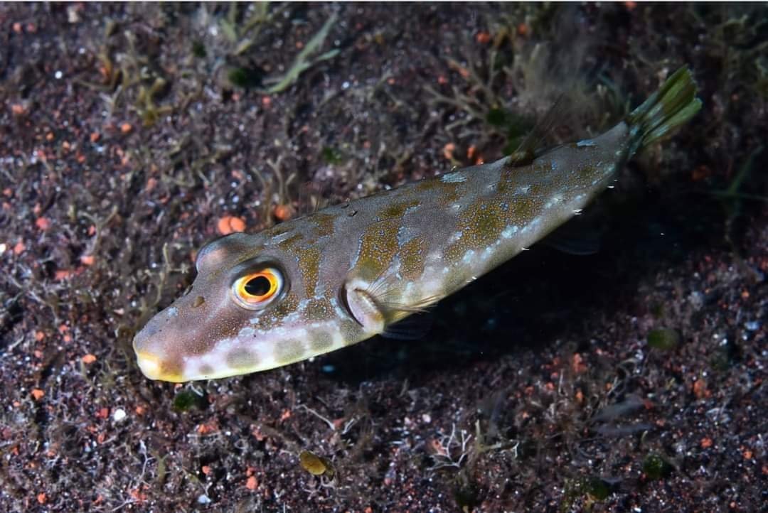 Paqui_Berenguel's tweet photo. ¡Enhorabuena Campeon@s! 👏👏 Mejor foto oportunidad y Mejor foto coef. 2 en I #CopaDelMundo #CMAS #CazaFotosubApnea 📸🐠🐟 I #WorldCup #UnderwaterFishPhotography #LaRestinga #ElHierro #CazaFotoSub #Fotosub #FEDAS #YoSoyFEDAS #MujeryDeporte #DeporteFemenino Fotos de #FEDECAS https://t.co/6hIeEl8CqA