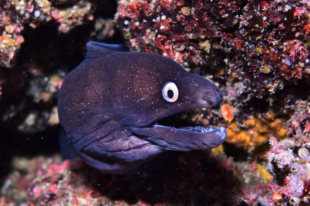 Paqui_Berenguel's tweet photo. ¡Enhorabuena Campeon@s! 👏👏 Mejor foto oportunidad y Mejor foto coef. 2 en I #CopaDelMundo #CMAS #CazaFotosubApnea 📸🐠🐟 I #WorldCup #UnderwaterFishPhotography #LaRestinga #ElHierro #CazaFotoSub #Fotosub #FEDAS #YoSoyFEDAS #MujeryDeporte #DeporteFemenino Fotos de #FEDECAS https://t.co/6hIeEl8CqA