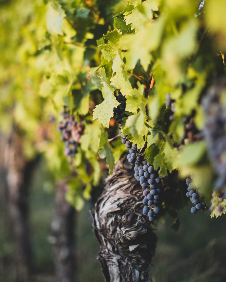 How can wine be an indicator of climate change?

The interesting thing about wine production is that we as a humanity have been making grapes into wine for centuries. We literally have countless years of documentation on every work wine region from the grapes that were grown to t