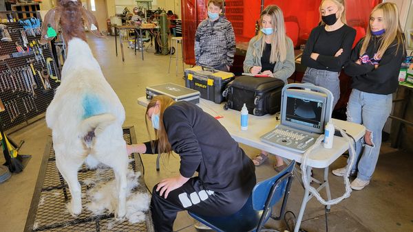 Students in CCHS Intro to Animal Science class instructed by Mr. McNary had the opportunity to ultrasound a set of does today. It was great to be able to show this technology to students.