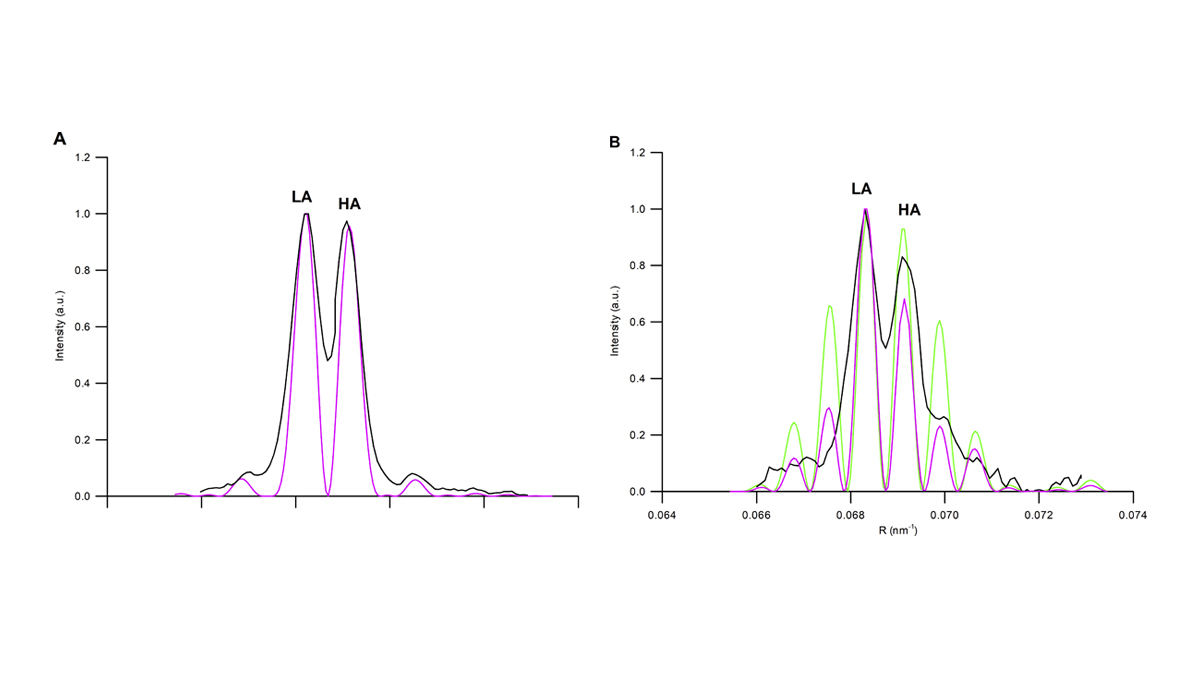 Massimo Reconditi <a href="/UNI_FIRENZE/">Università di Firenze</a>, Malcolm Irving <a href="/KingsCollegeLon/">King's College London</a> et al show that #myosin motor unfolding does not depend on the availability of local actin-binding sites in skeletal muscle.  bit.ly/3aT0mmX

#Myofilament #Contraction #CellMotility