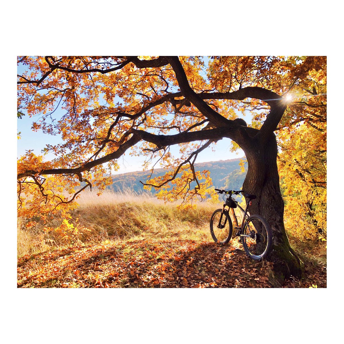 LorantPandea's tweet photo. Fall is the best ✨🍂

#iphone https://t.co/ui22TF24nA