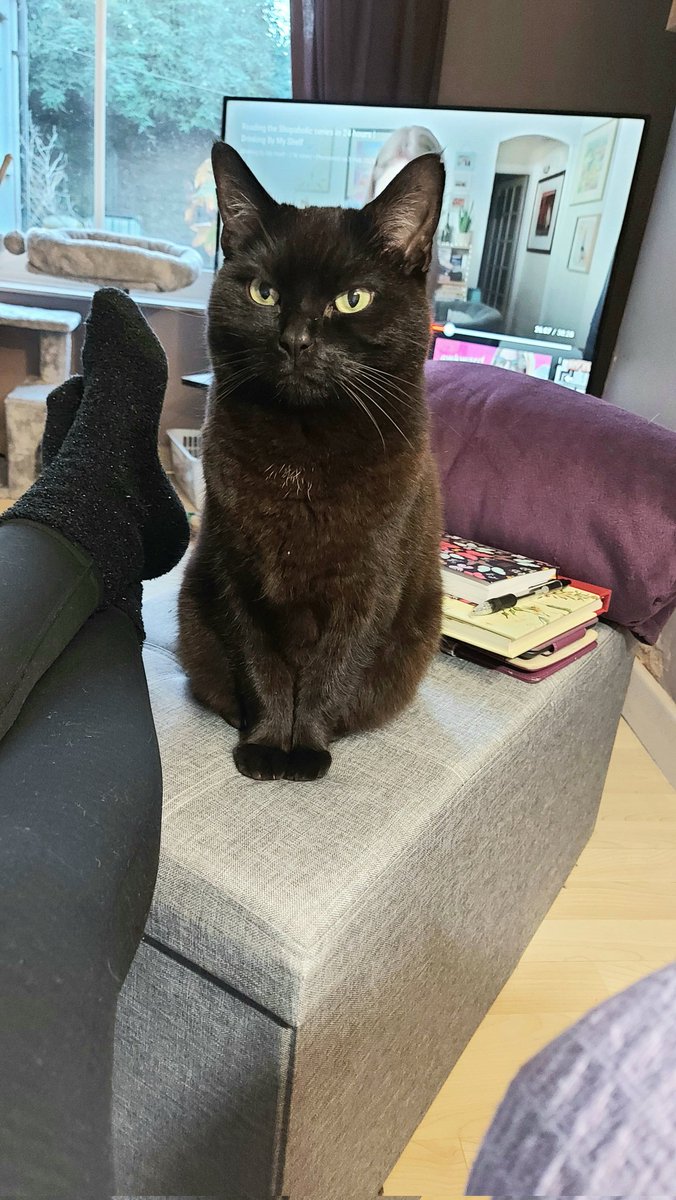 STcozycorner's tweet photo. @nedianema @IvePetThatDog @petsuppliesplus Koda, meet Jack - you two really look alike (but thankfully you do not look grumpy, unlike Jack 😉) https://t.co/dU8Lj5BHDV
