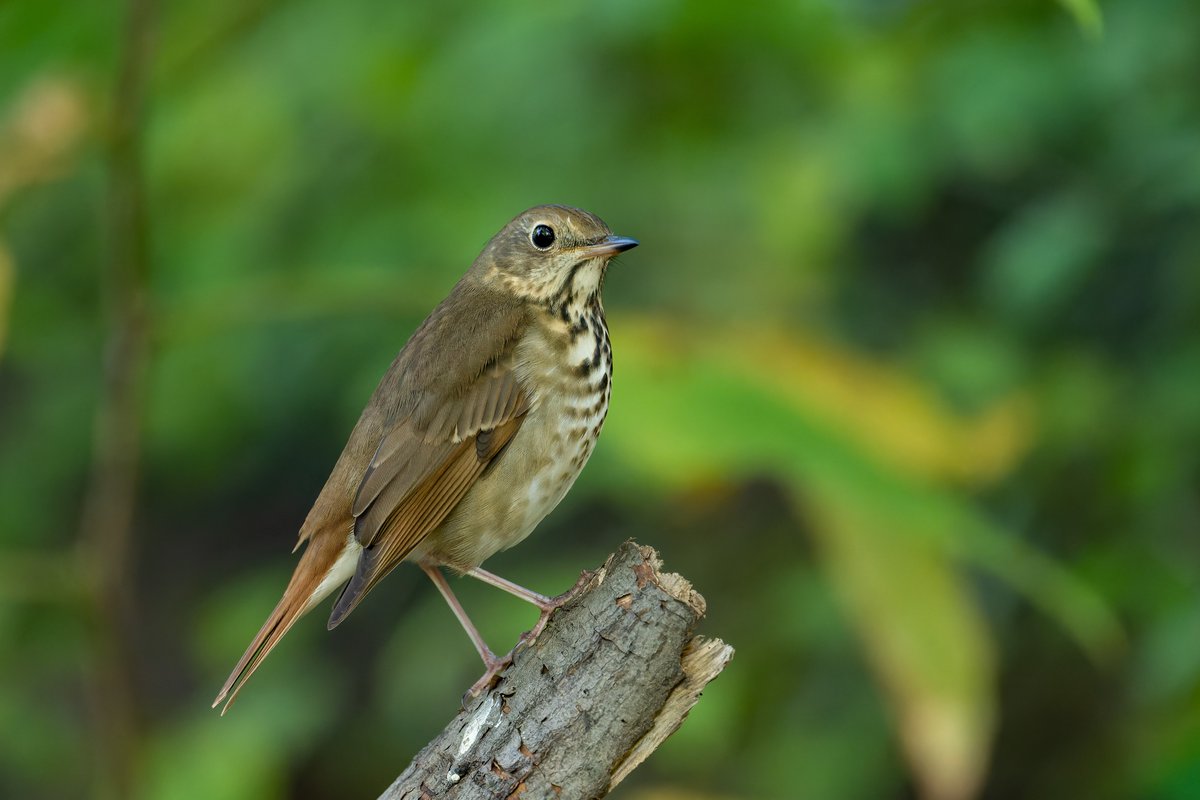 Hermit Thrushes ruled the roost in the Central Park Ramble this morning
#birdcpp #hermitthrush #birdphotography #nikonz6ii