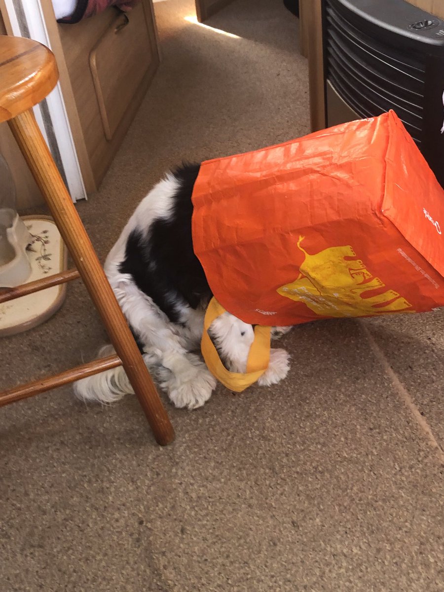 There were lamb chops in this bag a while ago!