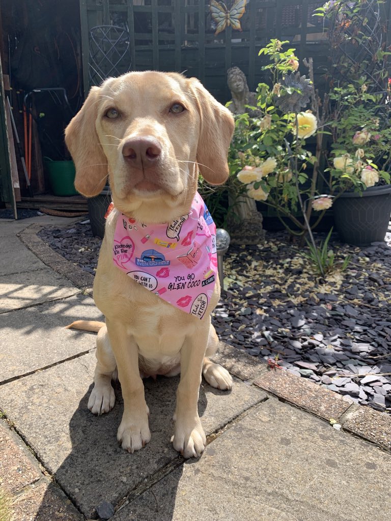 bethany_day's tweet photo. @OfficialPLT #PLTPets even my girl knows on Wednesdays we wear pink! 🐶💕 https://t.co/4RKKHvNTvu