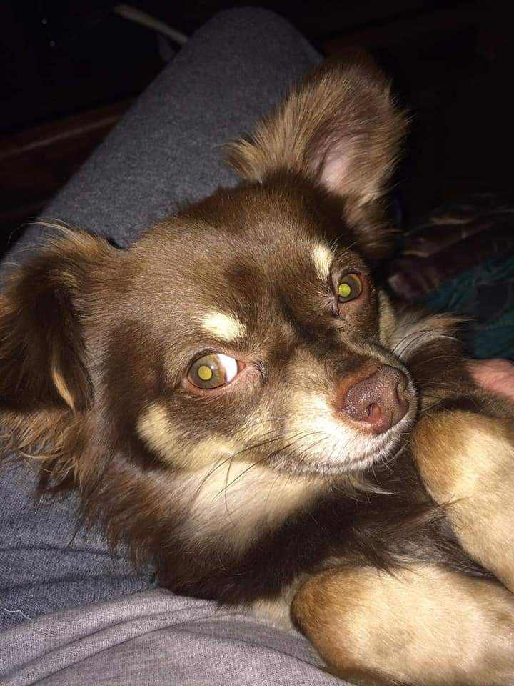 MissingPetsGB's tweet photo. 🐕 BEYOND URGENT‼️
Little TOM &amp; his mum need an army. TOM'S mum is disabled - Tom is a 7yr old long haired #chihuahua, #missing from home #Pimlico #London #SW1V on 8 October
Very likely he has been picked up😔
NEUTERED so NO GOOD FOR BREEDING
MICROCHIPPED
https://t.co/i4MmATRhs1 https://t.co/61R7m4Qf29