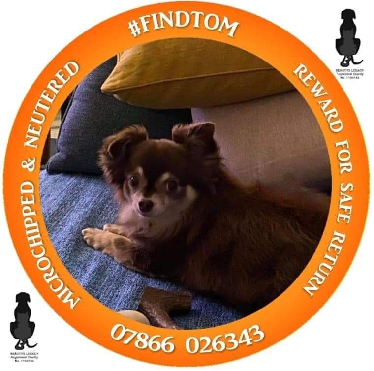 MissingPetsGB's tweet photo. 🐕 BEYOND URGENT‼️
Little TOM &amp; his mum need an army. TOM'S mum is disabled - Tom is a 7yr old long haired #chihuahua, #missing from home #Pimlico #London #SW1V on 8 October
Very likely he has been picked up😔
NEUTERED so NO GOOD FOR BREEDING
MICROCHIPPED
https://t.co/i4MmATRhs1 https://t.co/61R7m4Qf29