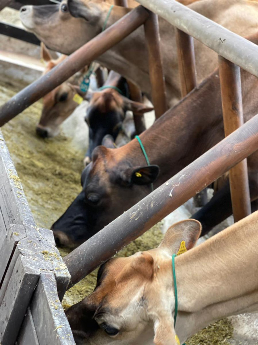 ganadotoscana's tweet photo. Que pena pero a mi no me avisaron !!!

#toscaniando #agroexpo2021 
 #teamtoscana #honramosnuestrasvacas #buenaspracticasdesdeelorigen #ganaderiasostenible #jersey’s #asojersey #madeintoscana #relax #jerseyslovers #vacas #farming https://t.co/CH23meKp6C