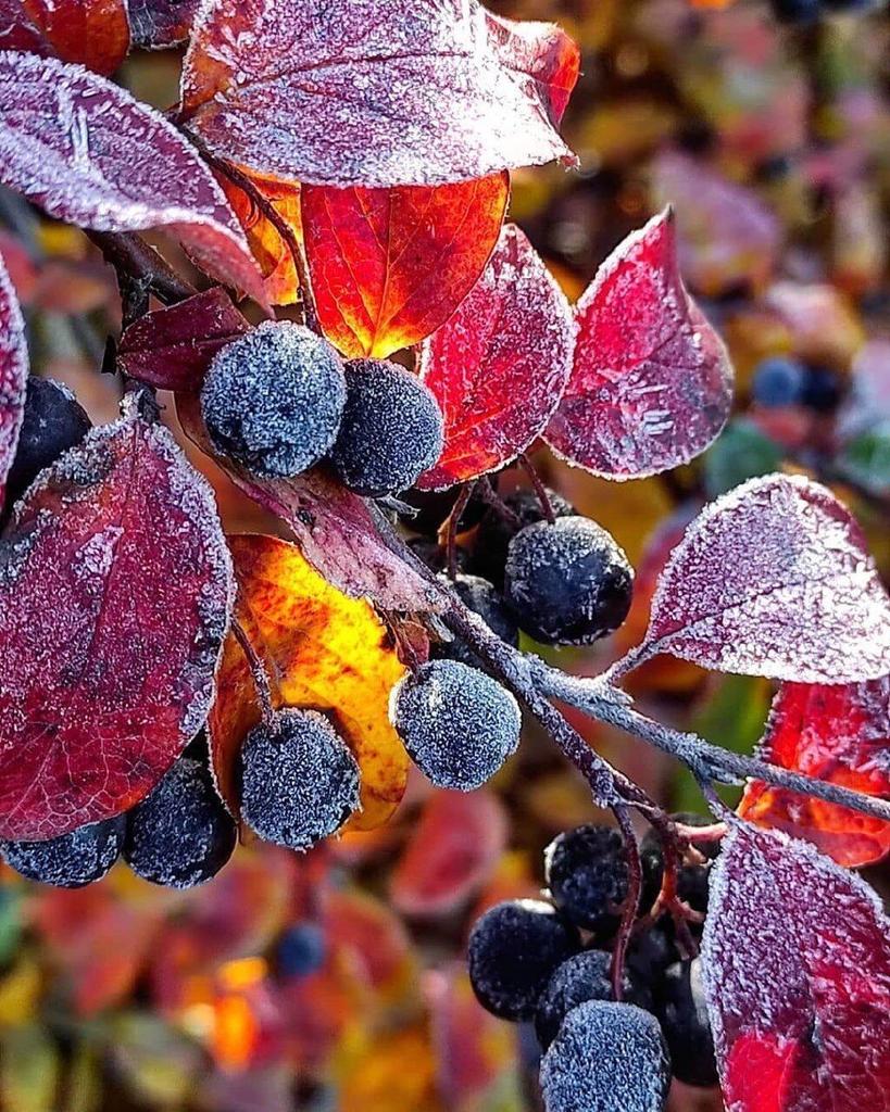 20 октября - СЕРГИЙ ЗИМНИЙ...
Примеряет природа сегодня Первое Серебро!