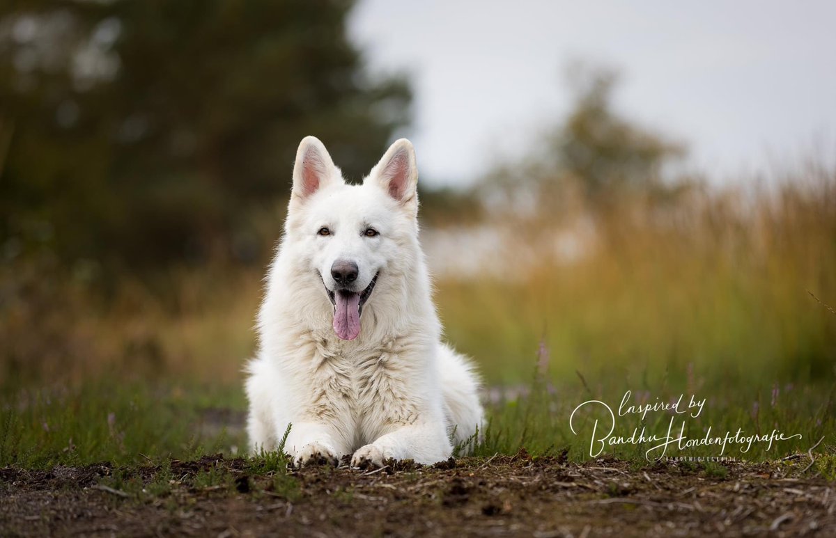 dogcases's tweet image. Wanneer schoonheid een andere betekenis krijgt. De prachtige Lasko tijdens zijn fotoshoot. #fotoshoot #hondenfotograaf