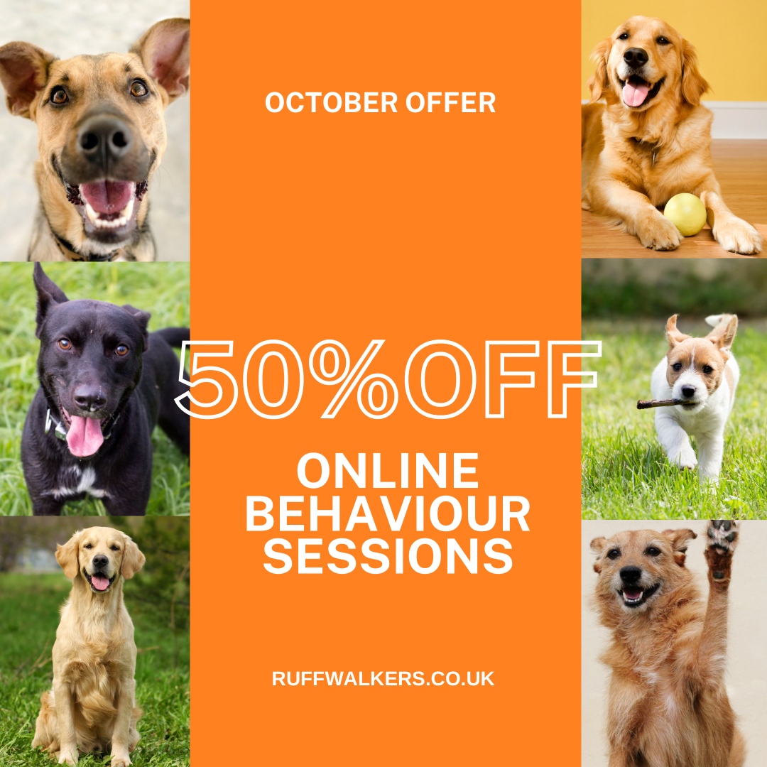 RoyDogBehaviour's tweet image. This October, get 50% OFF my online #dogbehaviour sessions 🐾

One-hour video calls via Zoom, FaceTime and Skype. 

✅ Easy to set up 
✅ Kind, calm and effective methods
✅ All behaviour issues covered 

Usually £105  🔥 Oct price £52.50 

ruffwalkers.co.uk